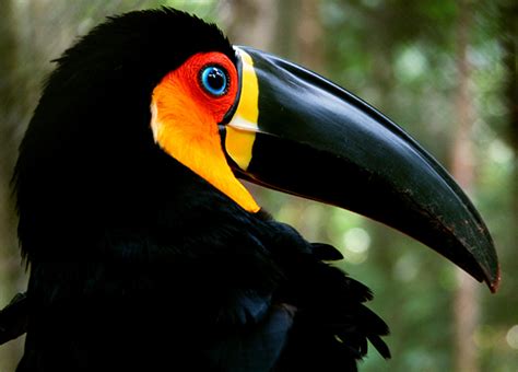 Lista de aves brasileiras ameaçadas de extinção ...