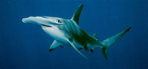 Lista de Especies de Tiburones  Tipos de tiburones