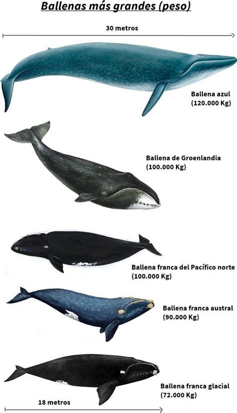 Lista de las 10 ballenas más grandes | Animales en Video