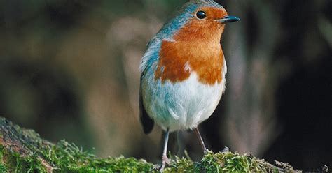 Lista de pájaros cantores pequeños | eHow en Español