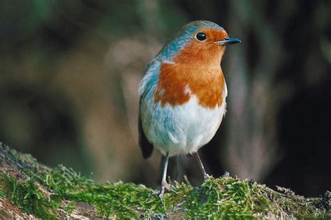 Lista de pájaros cantores pequeños