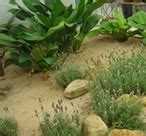 Lista de Plantas   Jardim aromático – Aromaterapia ...