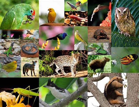 Lista mostra todas as espécies conhecidas da fauna brasileira