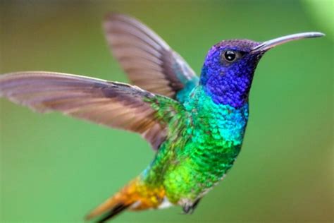 Listado con curiosidades sobre el colibrí. El colibrí es la especie de ...