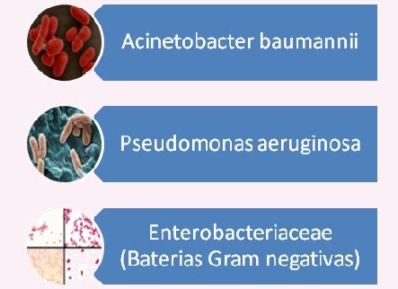 Listado de las 12 bacterías más peligrosas debido a su resistencias a ...