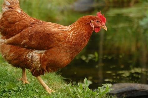 Listado de razas de gallinas ponedoras | Gallina ponedora ...