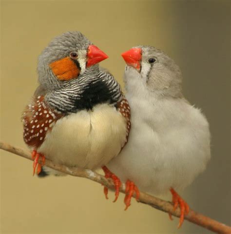 Listen to the birds: Varieties And Species Of Finches