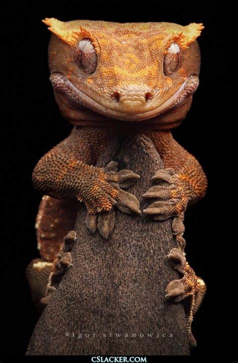 Listohvosty Madagascar gecko. Página 1