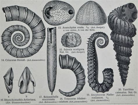 Litografía de fósiles del período Cretácico  Instituto ...