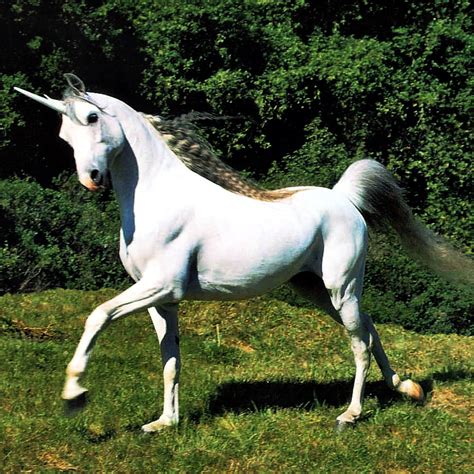 Live Action Unicorns in Movies & TV