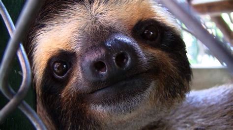 Live Animal Cams You Can Watch All Day Every Day   Sloths ...