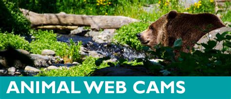 Live Animal Web Cams   Woodland Park Zoo Seattle WA