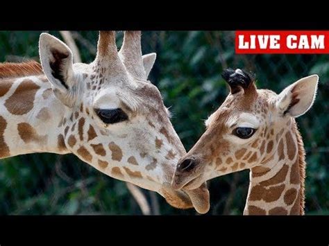 Live Cam Giraffe Birth at The Greenville Zoo   YouTube