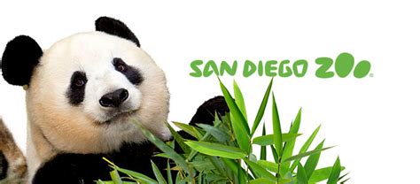 Live Cams | San Diego Zoo Animals & Plants