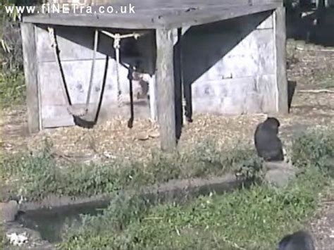 Live Gorilla Cam, Bristol Zoo, England   YouTube