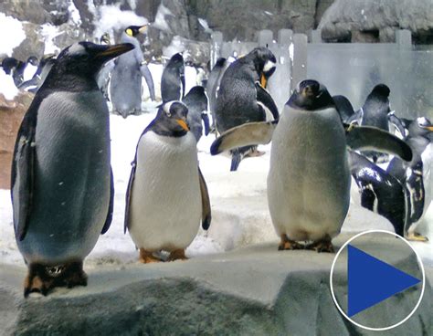 live Penguin Cam from SeaWorld,San Diego