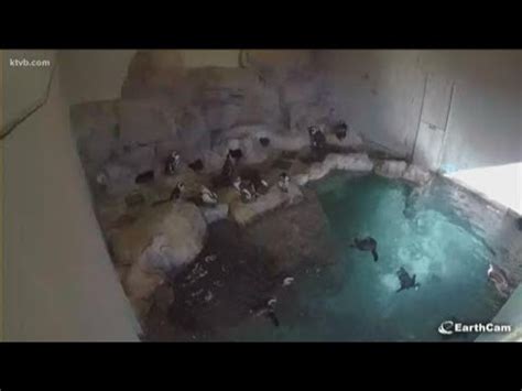 Live penguin cam now up at Idaho zoo   YouTube