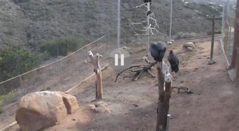Live San Diego Zoo Condor Vultures Webcam San Diego California
