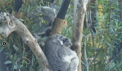 Live San Diego Zoo Koala Bears Streaming Webcam San Diego ...