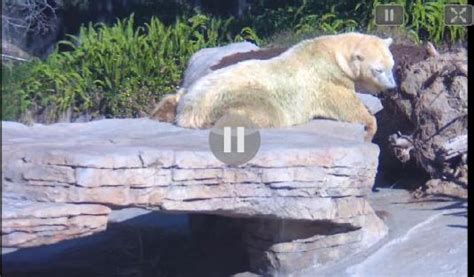 Live San Diego Zoo Polar Bears Plunge Pool Enclosure San ...