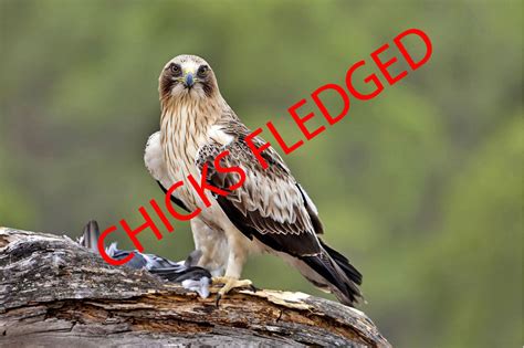Live Webcams | Eagles and Buzzards | Breeding