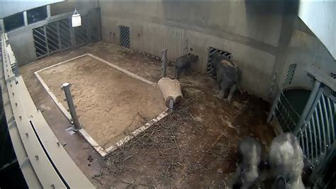 Live zoo cam: streaming as an online zoo phenomenon ...