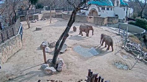 Live zoo cam: streaming as an online zoo phenomenon ...
