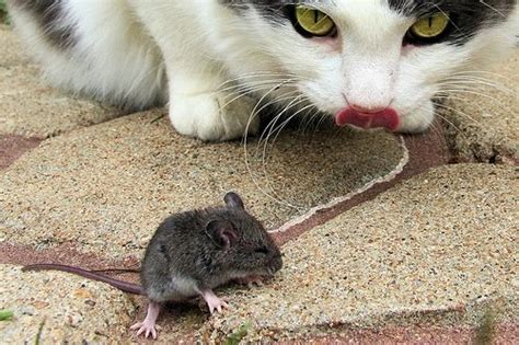 Live4Ever: ¿Por qué huyen los ratones de los gatos?