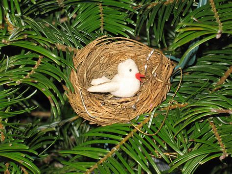 Living a Dream: Treasures on the Tree   Bird Nest