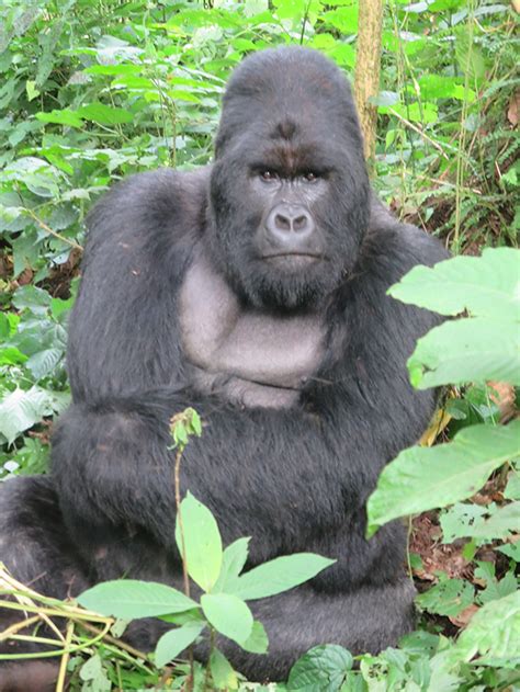 Living on Earth: At Home With Humba, the Mountain Gorilla