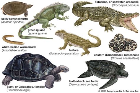living reptiles   Students | Britannica Kids | Homework Help