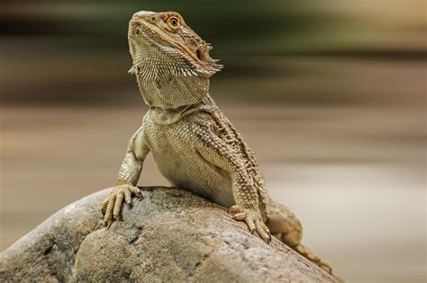 Living With Lizards Texas A&M Today