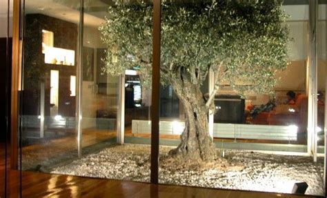 Livingroom with a tree | Casas con patio interior, Planos de casas, Patios