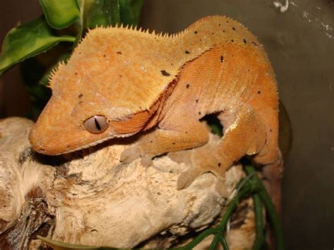 Lizard | Lizard, Crested gecko, Gecko