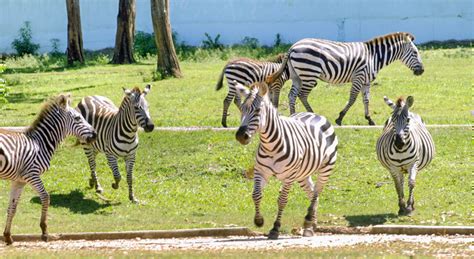 Llegarán desde Guatemala nuevos animales al Zoológico Nacional | Cubadebate