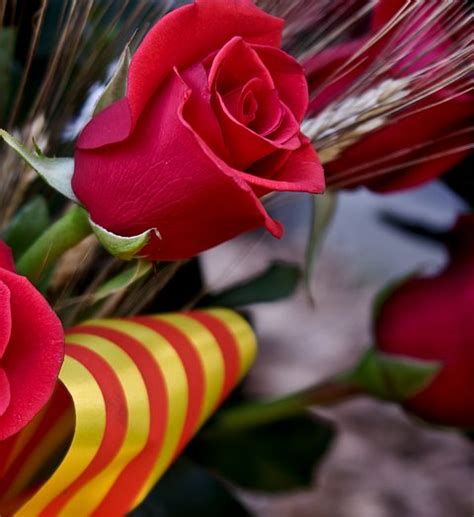 LLOPDELBLUES: Feliç diada de Sant Jordi
