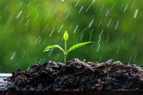 Lluvia ácida: qué es, por qué se produce y sus consecuencias ...