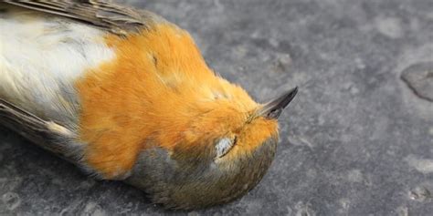 Lluvia de pájaros muertos en Australia   elece.net
