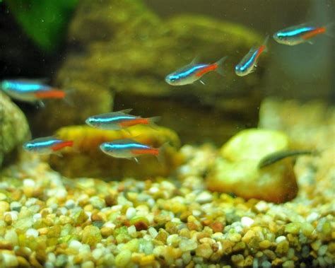 Lo básico sobre peces tropicales de agua dulce   especiesPRO