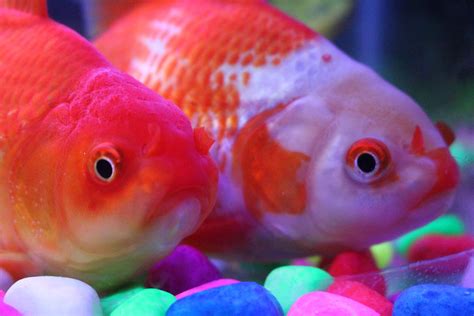 Lo que debe saber antes de adoptar peces como mascotas – Prensa Libre