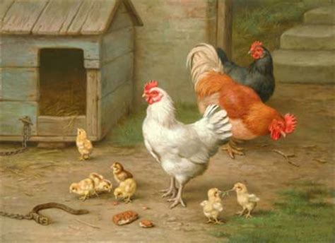 Lo que debemos saber sobre las gallinas   Canal Mascotas