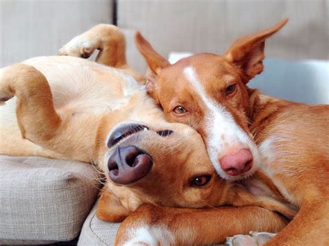 Lo que debes saber del celo en perras | Notas de Mascotas