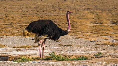 Lo que debes saber sobre el avestruz