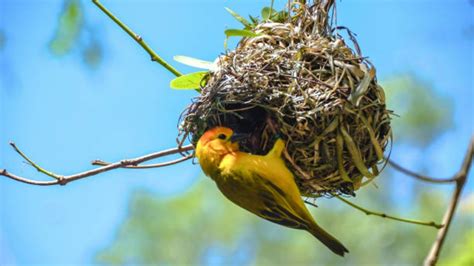 Lo que debes saber sobre los nidos de las aves   Radio Fórmula QR