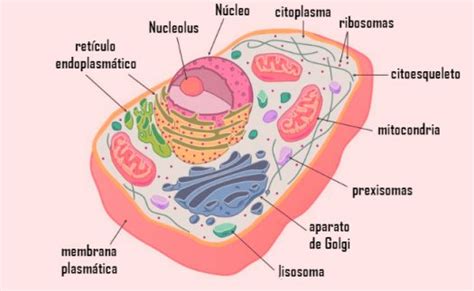 Lo que necesitas saber de las células eucariotas   Maestrillo