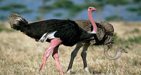 Lo que no sabías sobre las aves más grandes del mundo ...