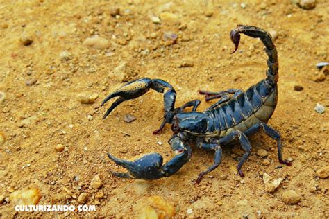 Lo que no sabías sobre los escorpiones