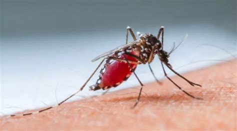 Lo que pasaría en el planeta si se extinguen todos los mosquitos