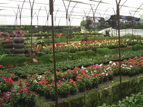 Lo que se puede encontrar en un vivero   Jardineros.mx