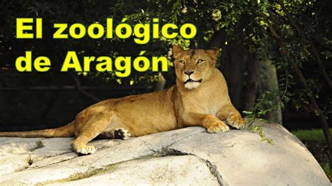 Lo que tienes que ver de  El Zoológico de Aragón    YouTube